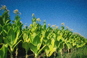 煙葉倉庫溫濕度監控解決方案