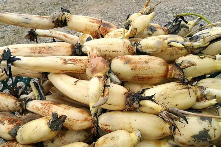 <a href='/index/new/73.html'>守護蓮藕產品冷鏈全程的智慧之選</a>